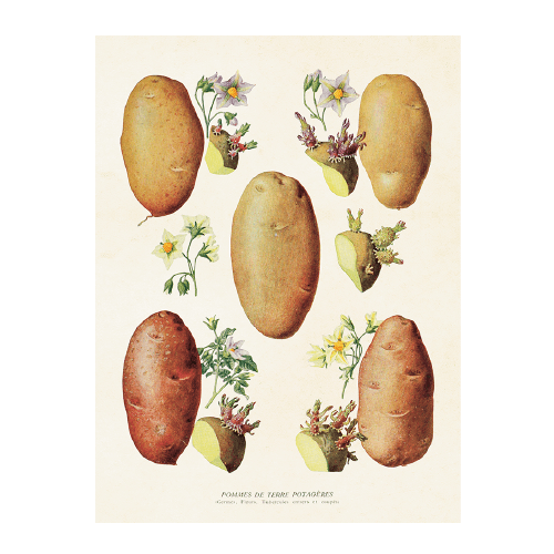 Vintage Plakat Sköna Ting Kartoffeln 18x24