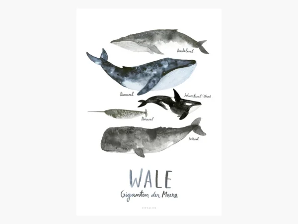 A3 Poster mit Walen