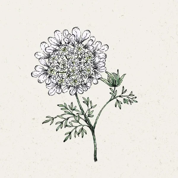 Blumensamen White Lace Strahldolde von Jora Dahl